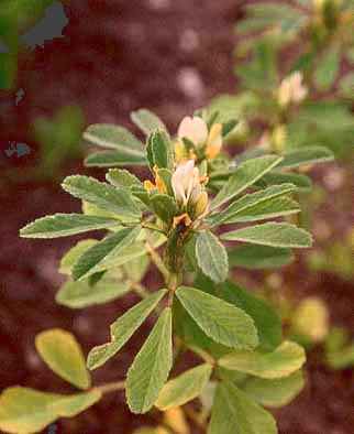 Пажитник (trigonella foenum-graecum)