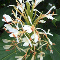 kapoor kachari (hedychium spicatum.)